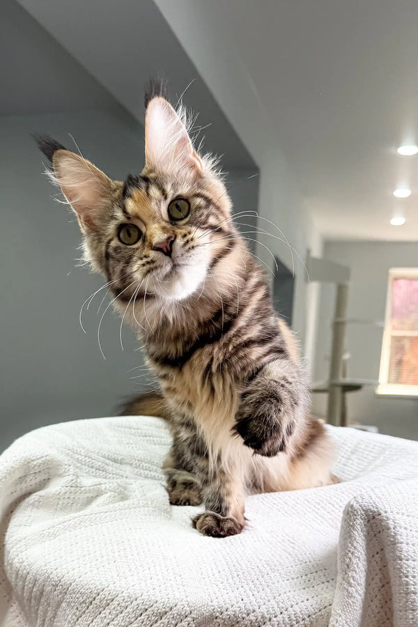 Curious tabby kitten Shirley, a playful Maine Coon with big eyes and fluffy fur