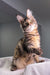 Cute Striped Tabby Maine Coon Kitten named Shirley ready for cuddles and fun