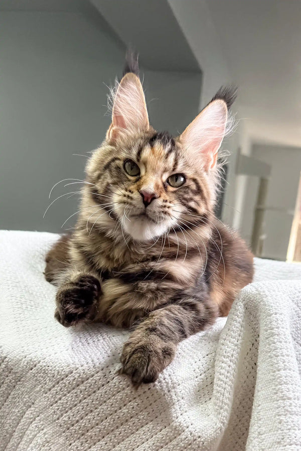 Adorable Tabby Maine Coon kitten named Shirley, ready to steal your heart