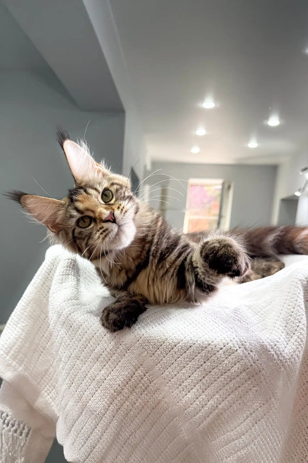 Cute Tabby Maine Coon kitten named Shirley ready for adoption and lots of fun