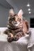 Adorable tabby Maine Coon kitten named Shirley showcasing fluffy fur and playful charm