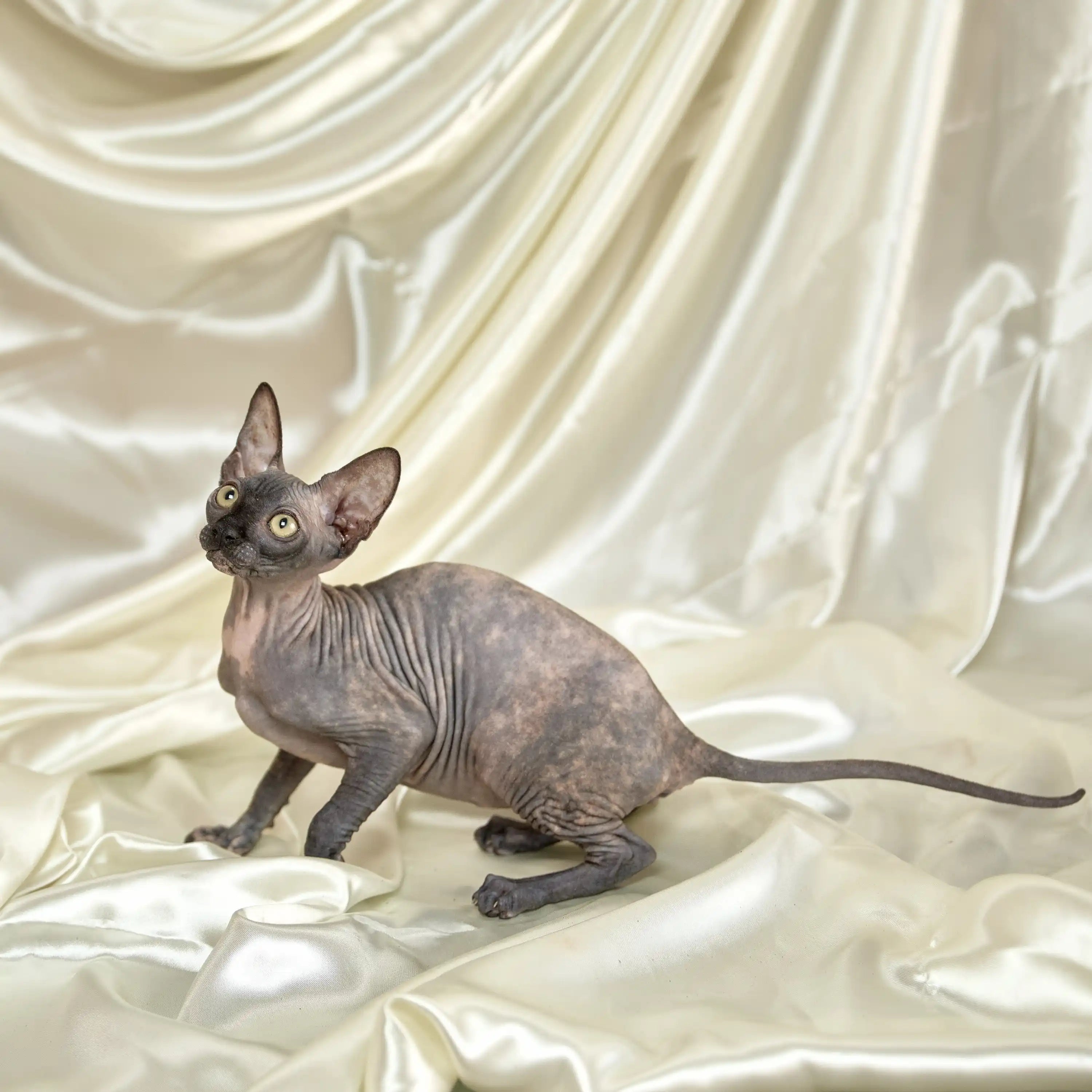 Sphynx Cats for Sale | Kittens For Shirley | Kitten