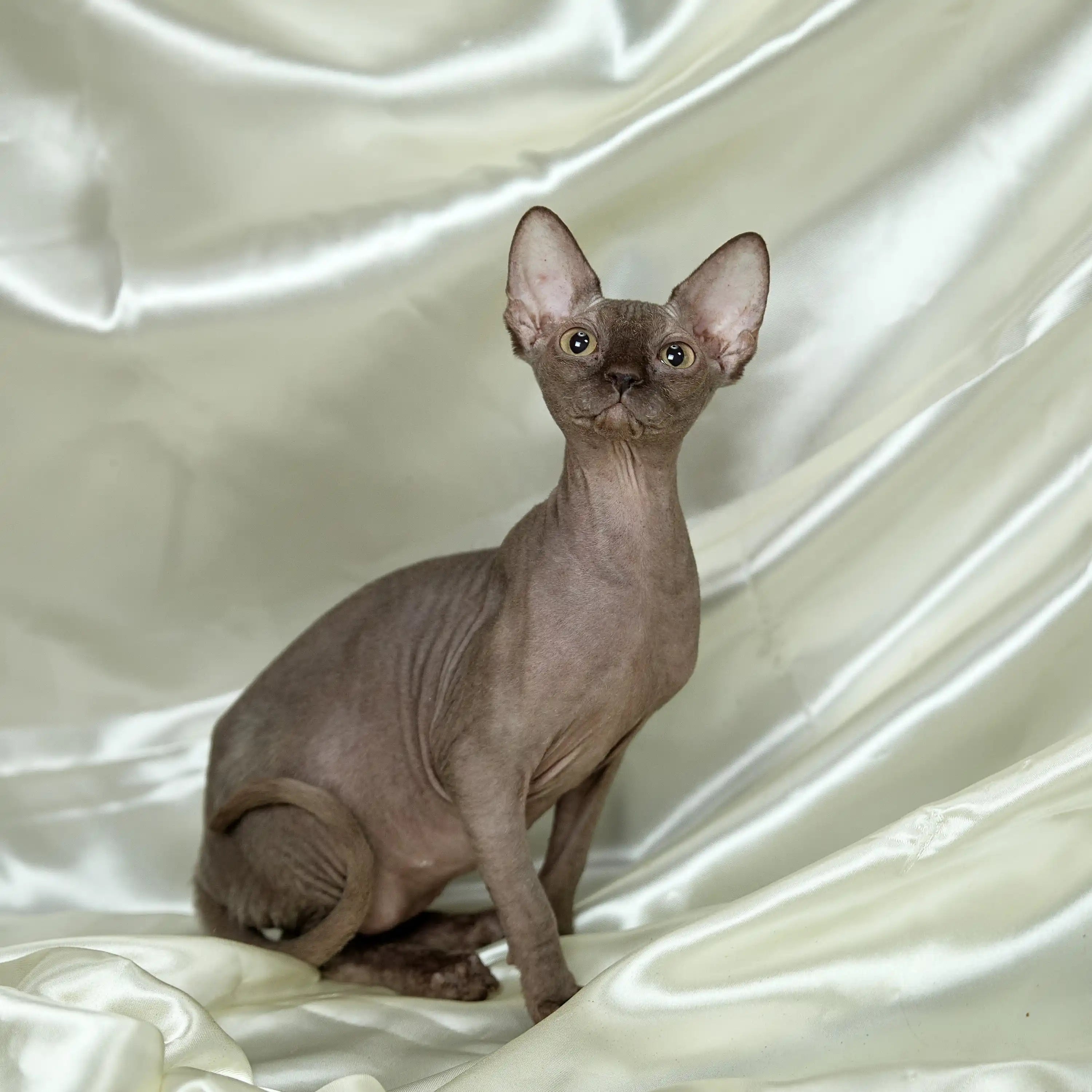 Sphynx Cats for Sale | Kittens For Shoko | Kitten