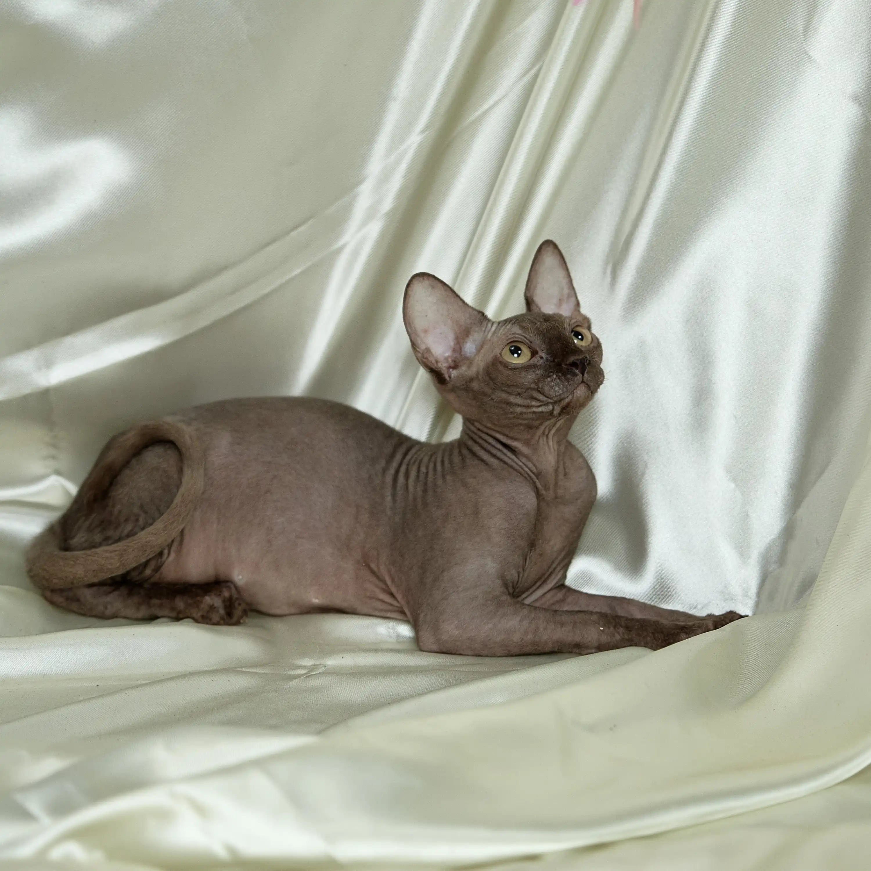 Sphynx Cats for Sale | Kittens For Shoko | Kitten