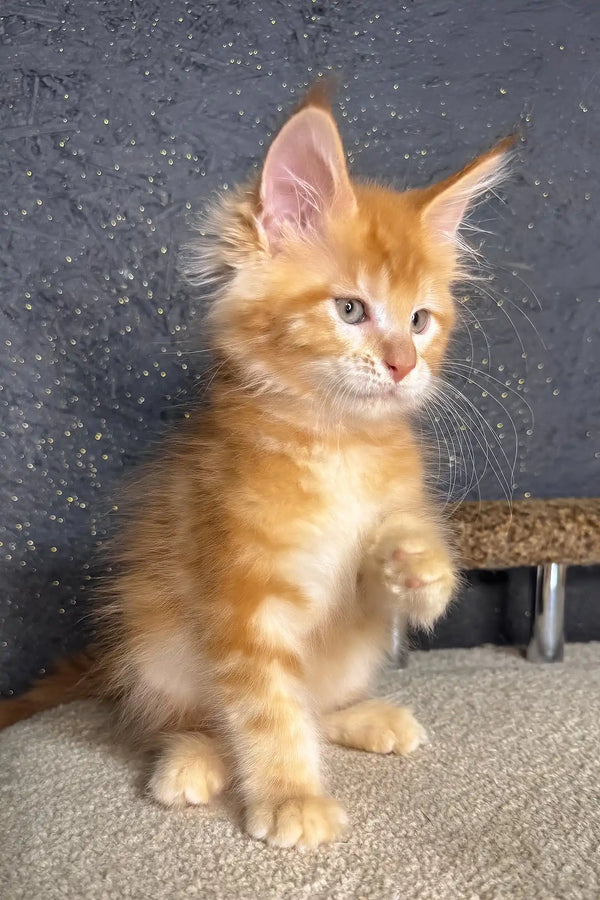 Sholly | maine coon kitten