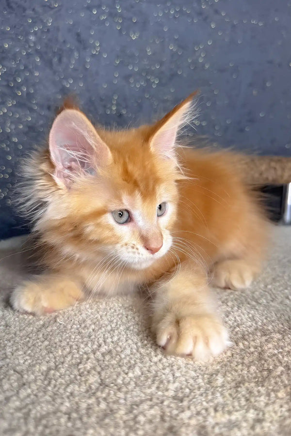 Sholly | maine coon kitten