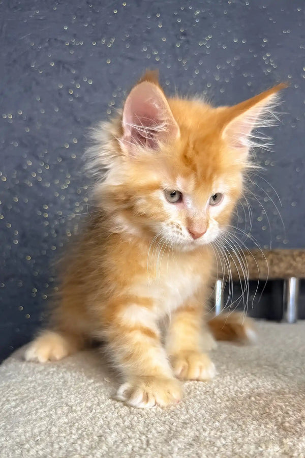 Sholly | maine coon kitten