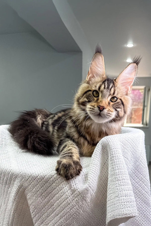 Adorable Maine Coon kitten with ear tufts in Shtille product display