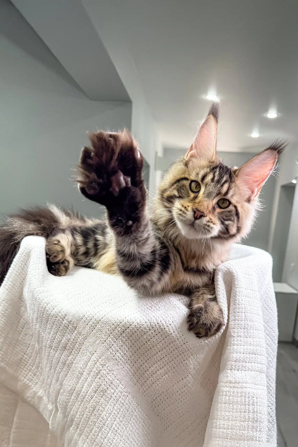 Cute Maine Coon kitten waving, part of the Shtille collection