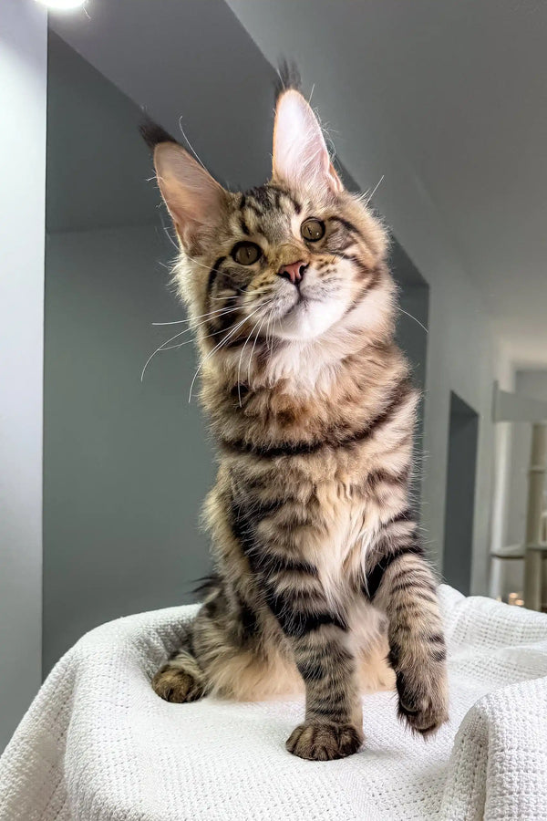 Adorable Brown Tabby Maine Coon Kitten from Shtille Maine Coon Kitten product