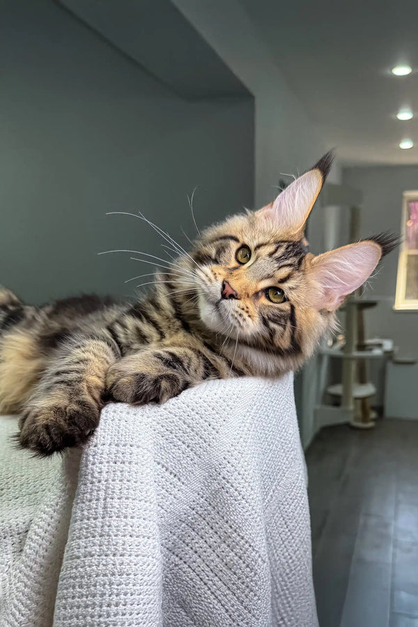 Maine Coon kitten with cool ear tufts showcasing Shtille product