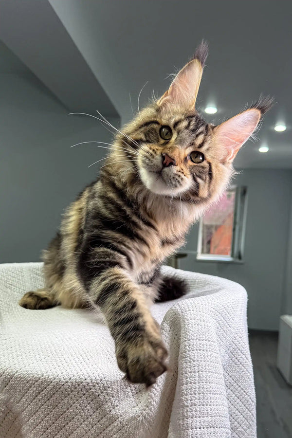 Striped Maine Coon kitten from Shtille, adorable and playful fluffball