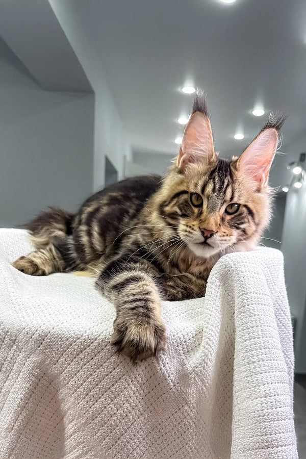 Striped Maine Coon cat from the Shtille Maine Coon Kitten collection