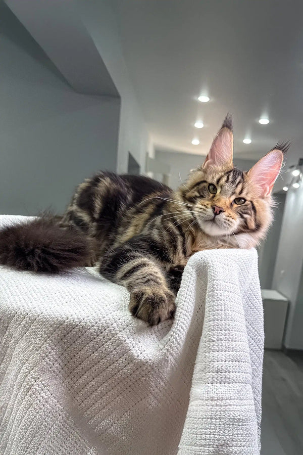 Striped Maine Coon cat from the Shtille Maine Coon Kitten collection