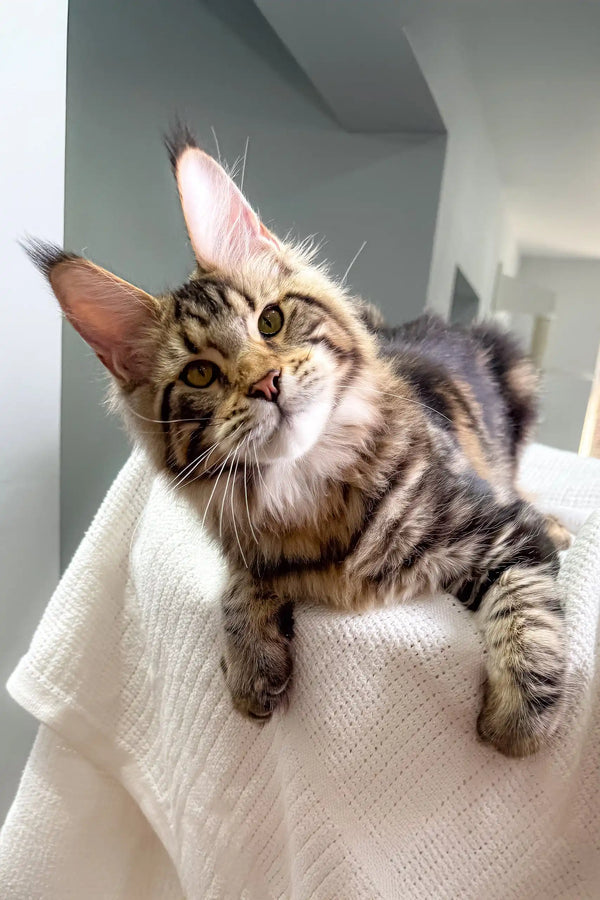 Adorable Tabby Maine Coon cat in the Shtille Maine Coon Kitten product display