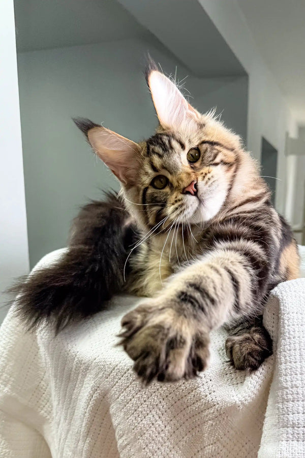 Tabby Maine Coon cat posing with the Shtille Maine Coon Kitten product