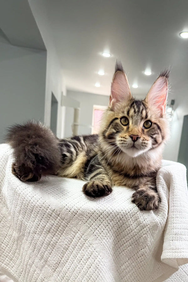 Cute Tabby Maine Coon kitten from Shtille ready to steal your heart