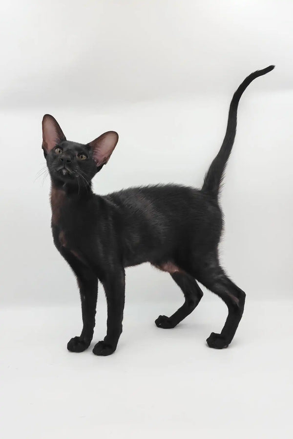 Sigmund | oriental shorthair kitten