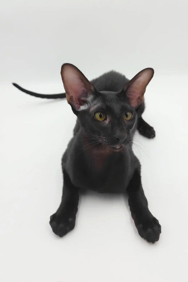 Sigmund | oriental shorthair kitten