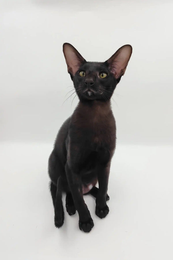 Sigmund | oriental shorthair kitten