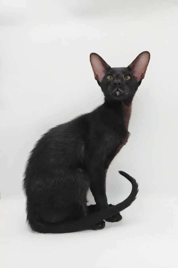 Sigmund | oriental shorthair kitten