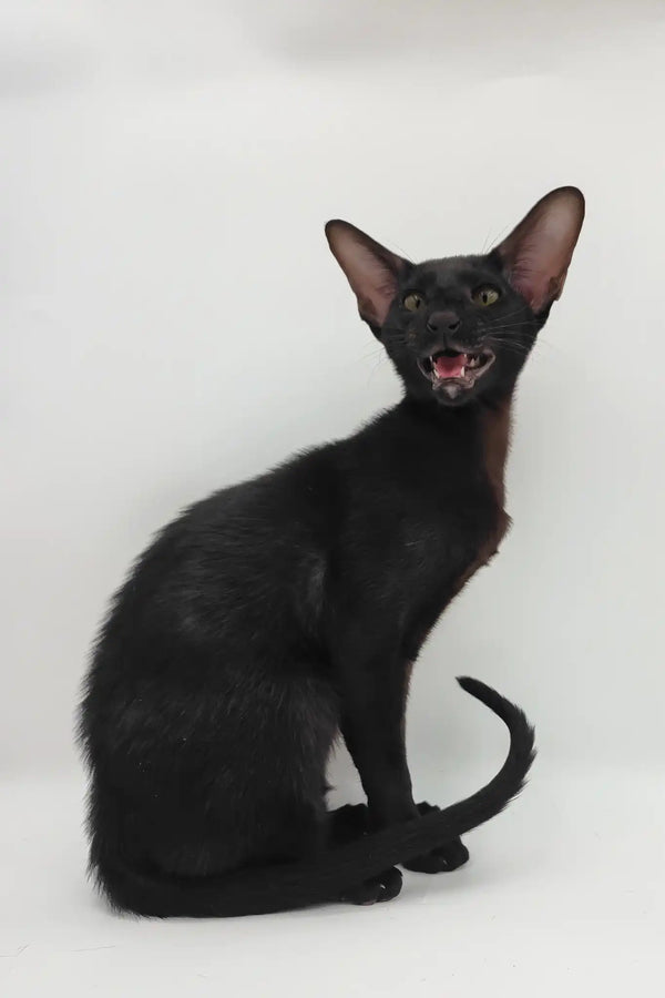Sigmund | oriental shorthair kitten