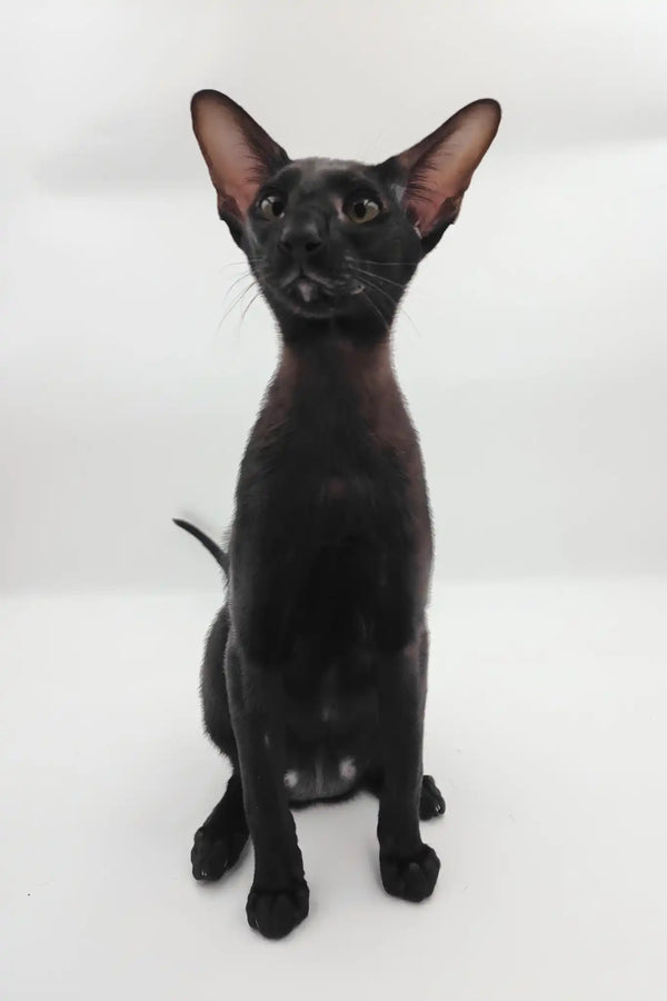 Sigmund | oriental shorthair kitten