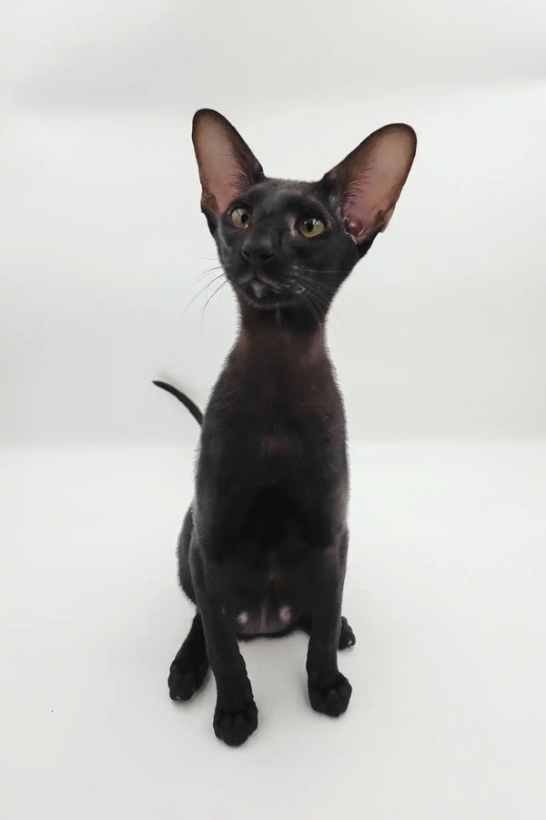 Sigmund | oriental shorthair kitten