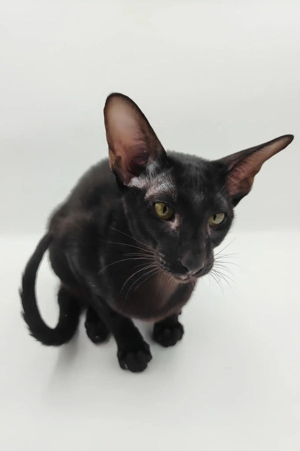 Sigmund | oriental shorthair kitten