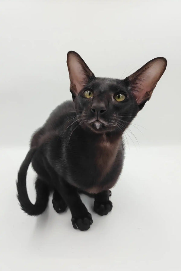 Sigmund | oriental shorthair kitten