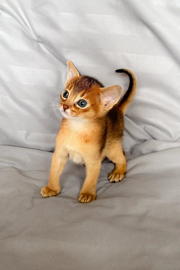 Adorable Abyssinian kitten named Silas showcasing playful charm and cuteness