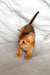 Cute Abyssinian kitten with shiny copper fur in the Silas product display