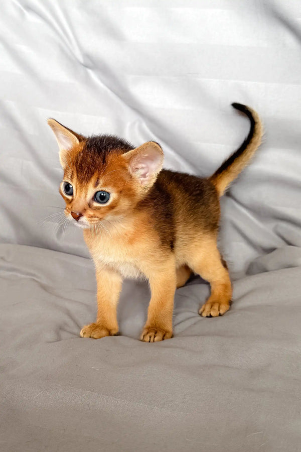 Abyssinian kitten with golden-brown fur, perfect for the Silas product line