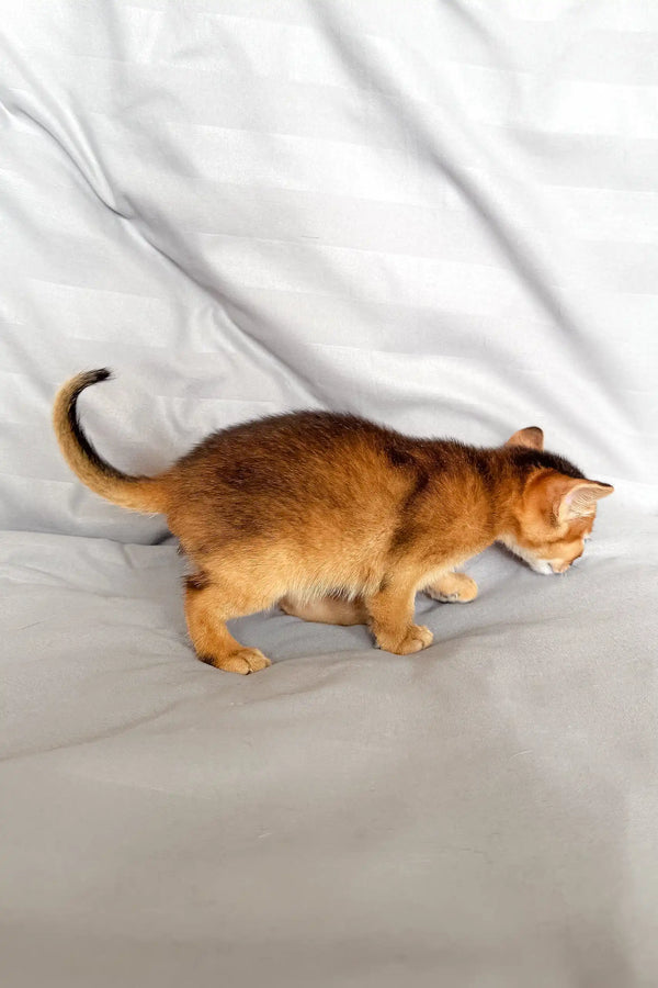 Abyssinian kitten named Silas with reddish-brown fur looking adorable