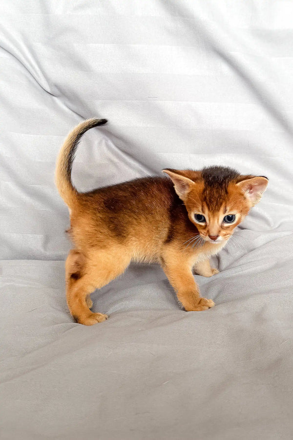 Abyssinian kitten Silas with beautiful reddish-brown fur, ready for a new home
