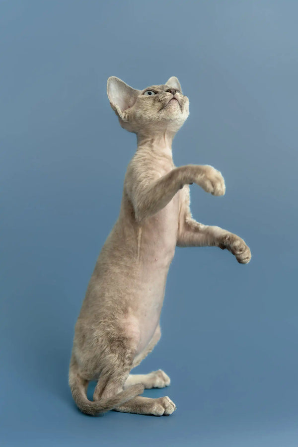 Silena | devon rex kitten