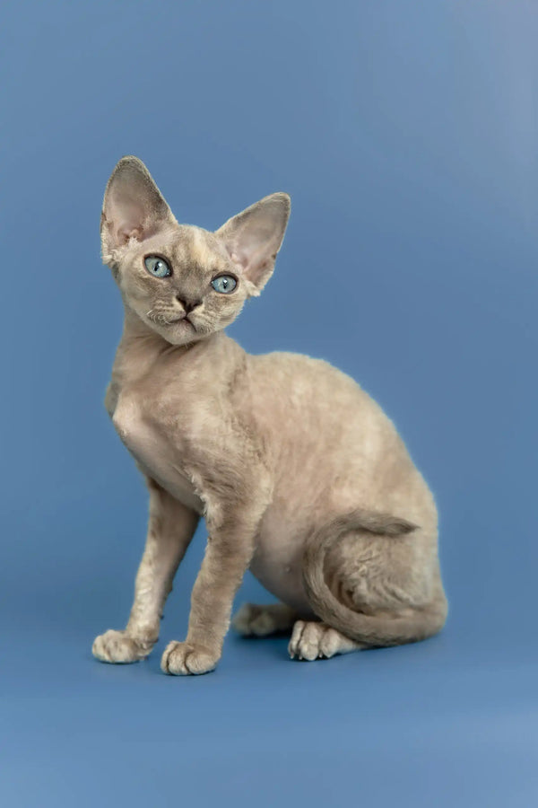 Silena | devon rex kitten