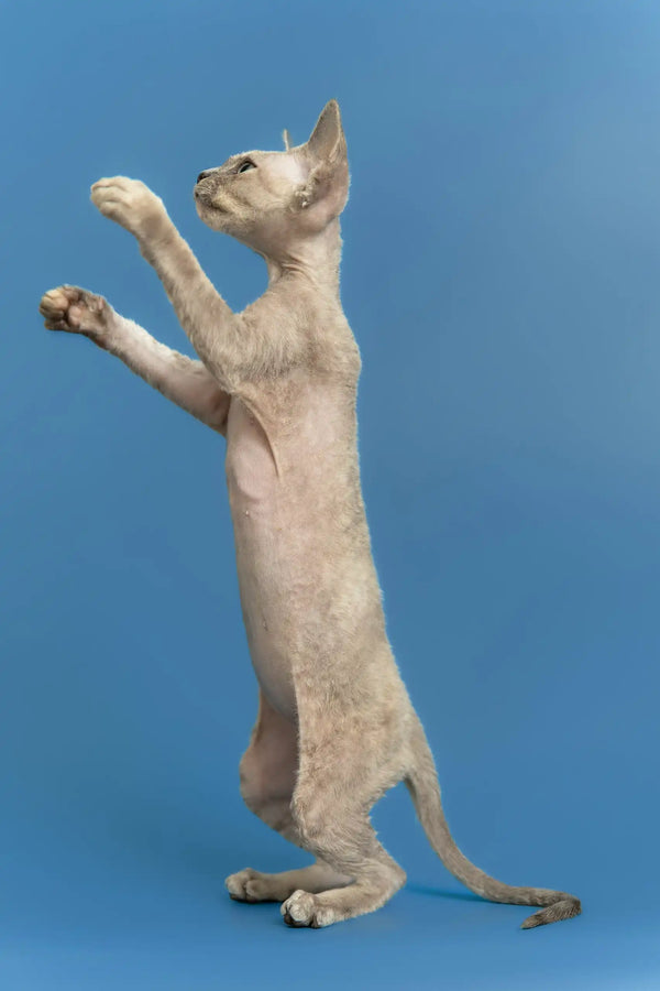 Silena | devon rex kitten