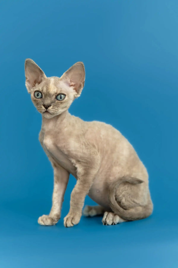 Silena | devon rex kitten