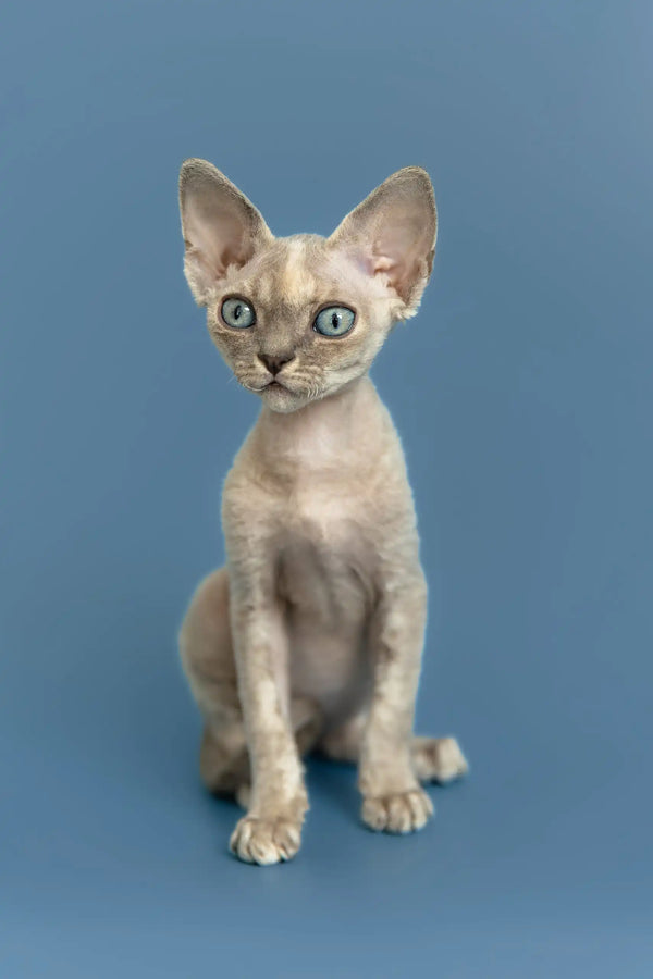 Silena | devon rex kitten