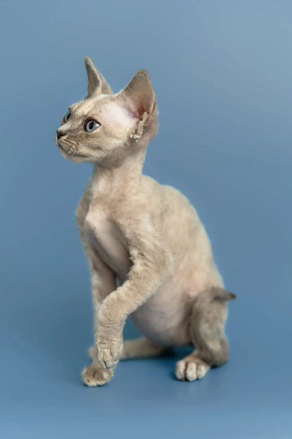 Silena | devon rex kitten