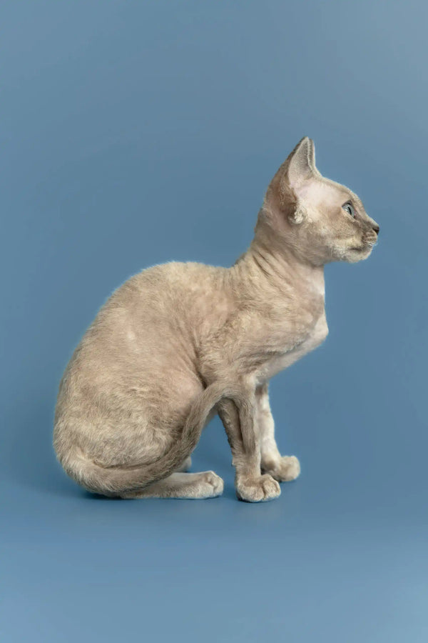 Silena | devon rex kitten