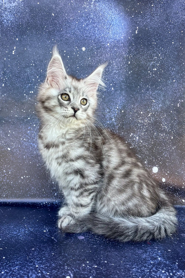 Gray tabby Maine Coon kitten with wide eyes and pointed ears looking adorable