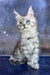 Gray Tabby Maine Coon Kitten with big ears and wide eyes, super cute and playful