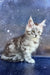 Gray Tabby Maine Coon Kitten with Bright Eyes and Fluffy Fur Ready for a New Home