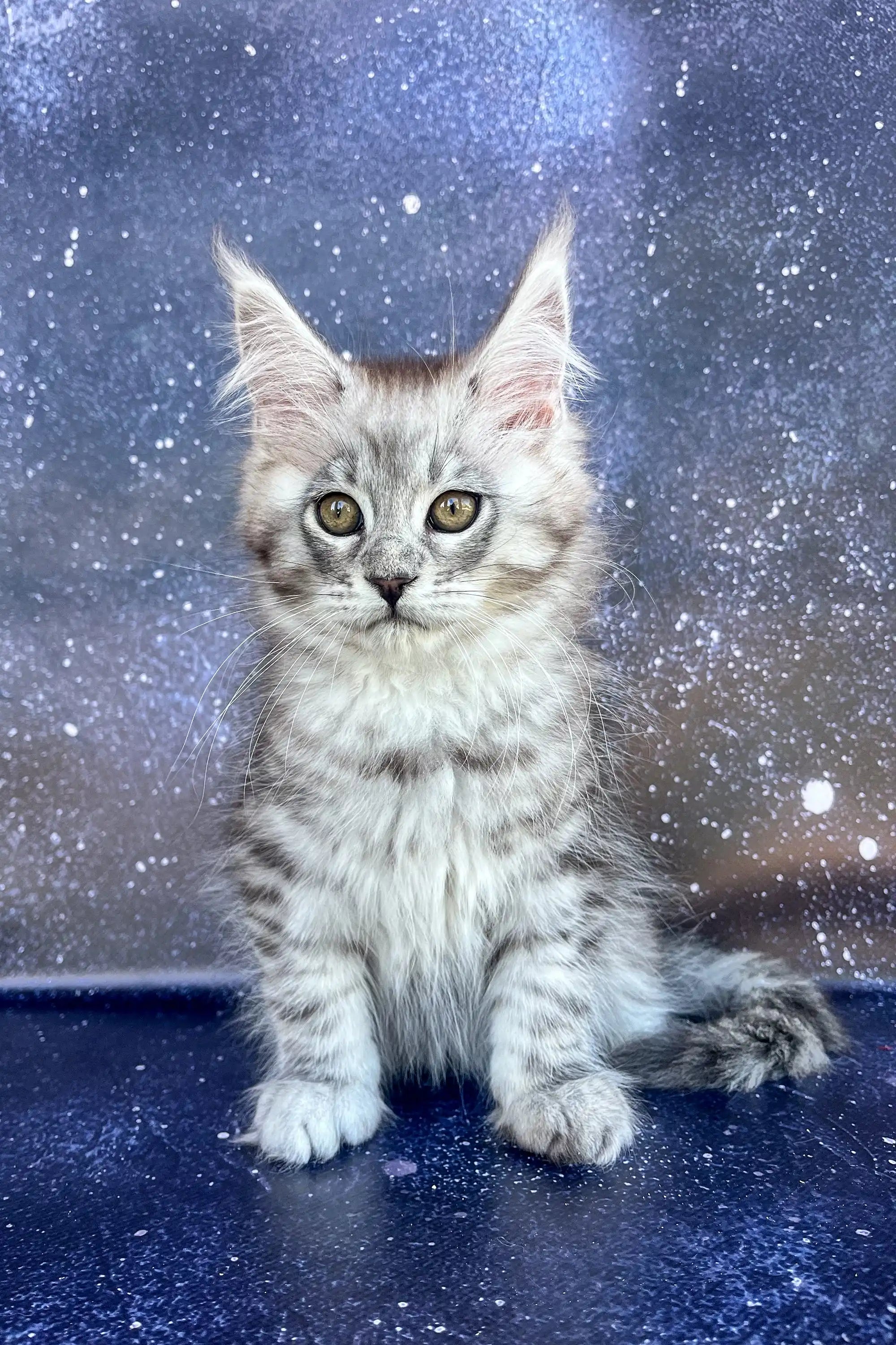 Maine Coon Kittens for Sale Silva | Kitten