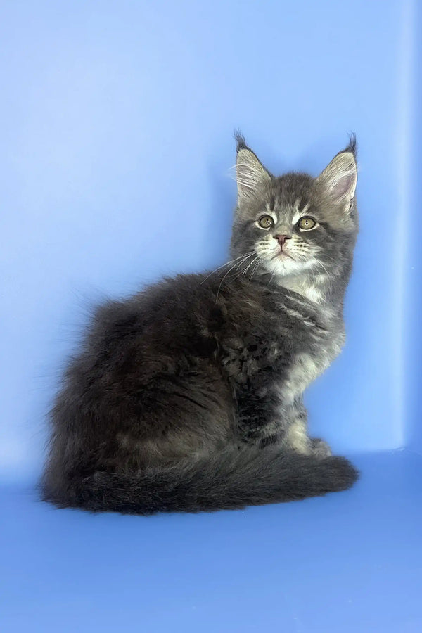 Silver | maine coon kitten