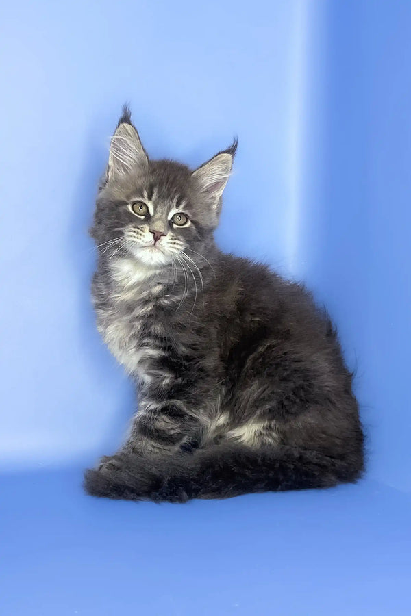 Silver | maine coon kitten