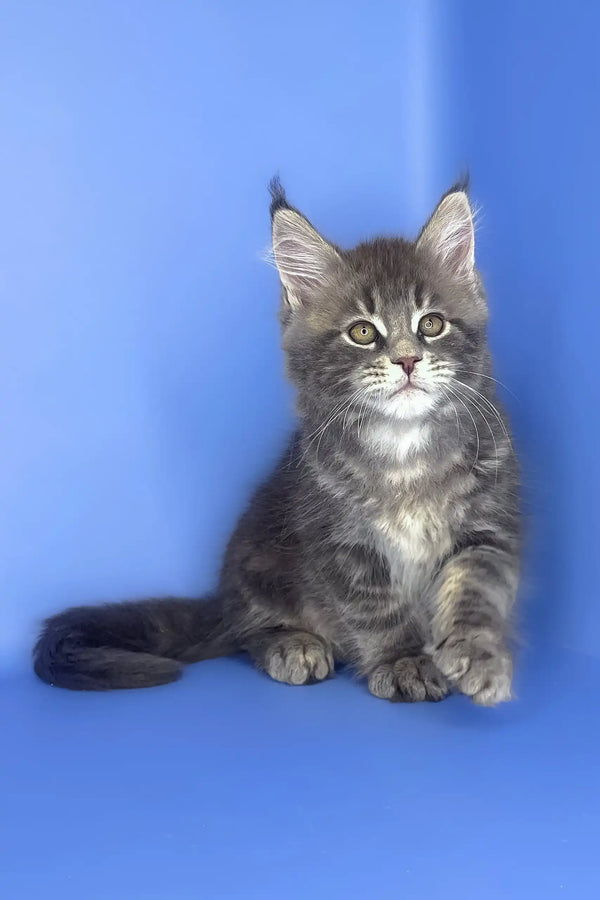 Silver | maine coon kitten