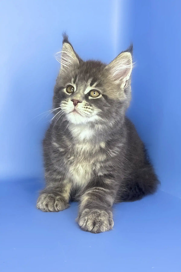 Silver | maine coon kitten
